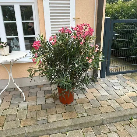 Chica * ザルツギッター